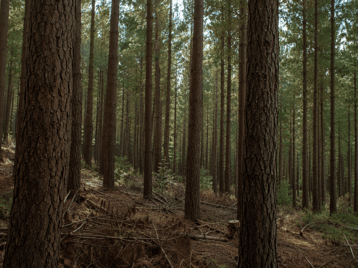 Placeholder image of forestry residue and biomass feedstock for carbon refining